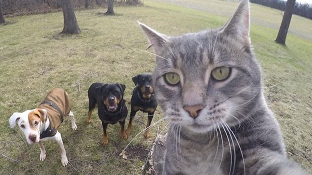 Selfie Ustası Kedi - Resim: 1