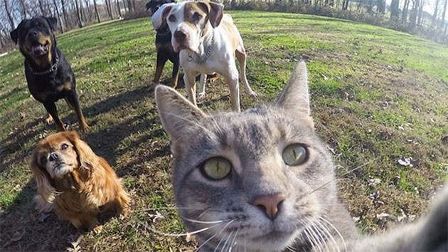Selfie Ustası Kedi - Resim: 2