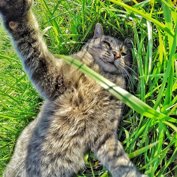 Selfie Ustası Kedi - Resim: 3