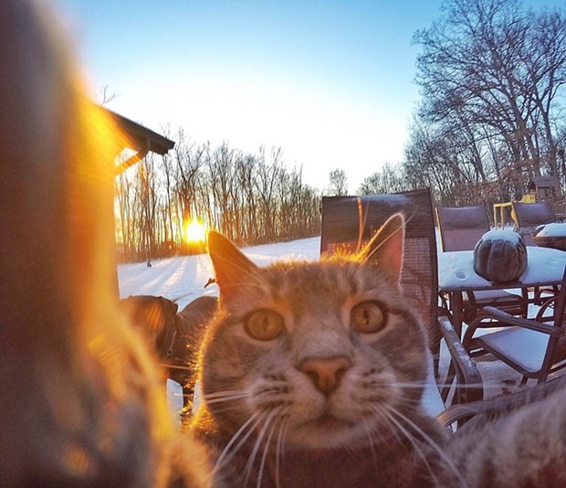Selfie Ustası Kedi - Resim: 4