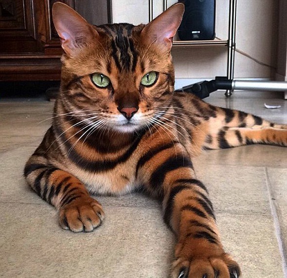 Instagram'ın zengin kedileri - Resim: 3