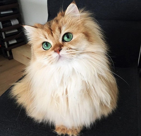 Instagram'ın zengin kedileri - Resim: 4