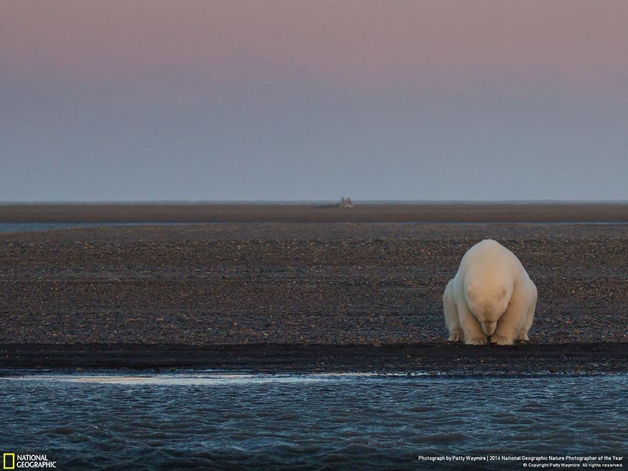 National Geographic en güzel doğa fotoğrafları - Resim: 1