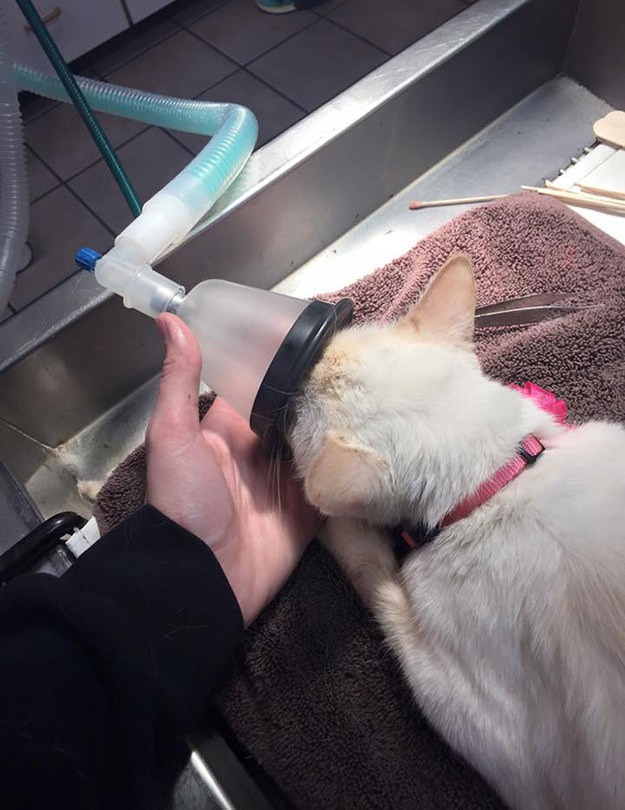 Geçirdiği ağır kaza sonrası hayata gülümseyen kedi - Resim: 1