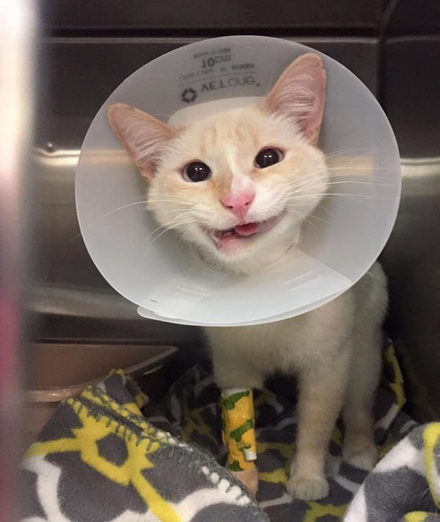 Geçirdiği ağır kaza sonrası hayata gülümseyen kedi - Resim: 3