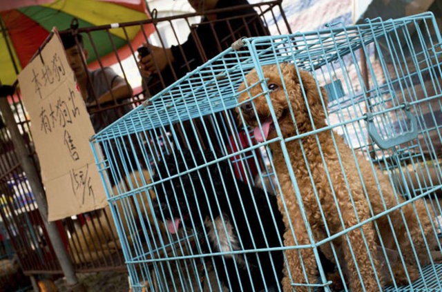 Çin'de köpek eti yeme festivali - Resim: 2