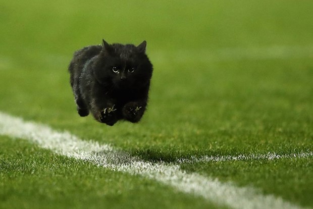 İnternetin yeni fenomeni: Sahaya atlayan kedi! - Resim: 1