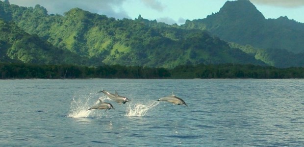 Mikronezya'da 100 liraya ada kazandı! - Resim: 4