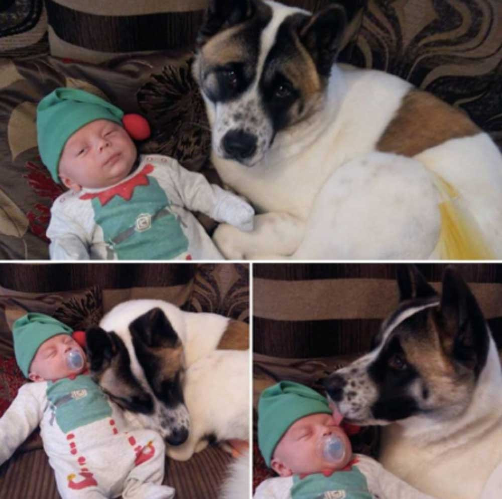 Hamile kadının hastalığını ilk önce köpeği hissetti ve bakın ne yaptı! - Resim: 3