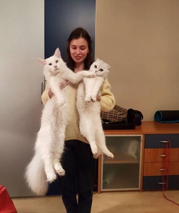 Rusya'nın fenomen kedisi Tihon'dan ilginç görüntüler - Resim: 1