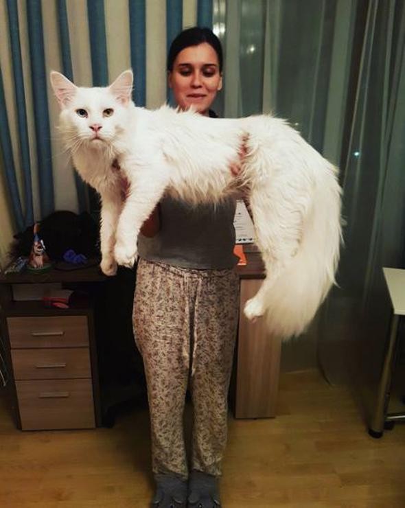 Rusya'nın fenomen kedisi Tihon'dan ilginç görüntüler - Resim: 2