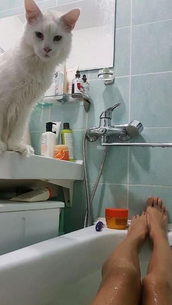 Rusya'nın fenomen kedisi Tihon'dan ilginç görüntüler - Resim: 3