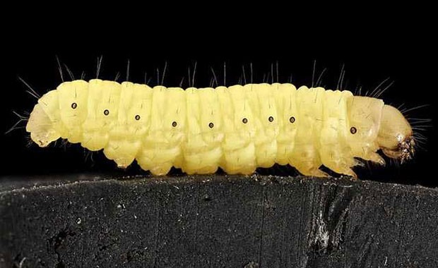 İspanya'daki bilim insanı plastik yiyen larva keşfetti - Resim: 2