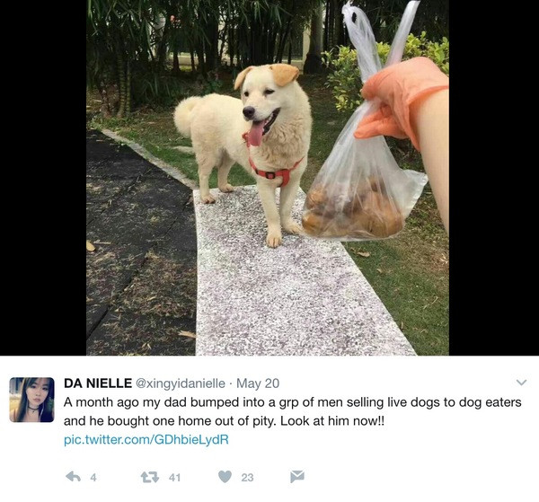 Köpeğin sokakta yiyecek olarak satılmasına dayanamadı ve... - Resim: 3