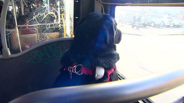 Otobüsle istediği yere giden akıllı köpek şaşırtıyor - Resim: 2
