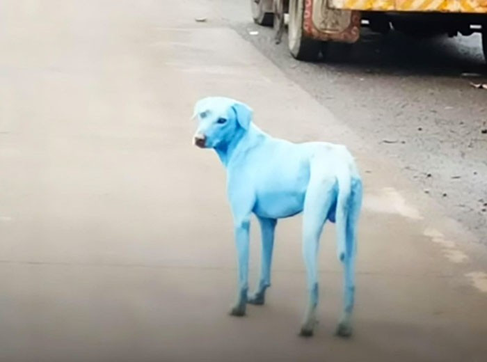 Hindistan'da görüntülendi mavi köpeklerin sırrı ne? - Resim: 1