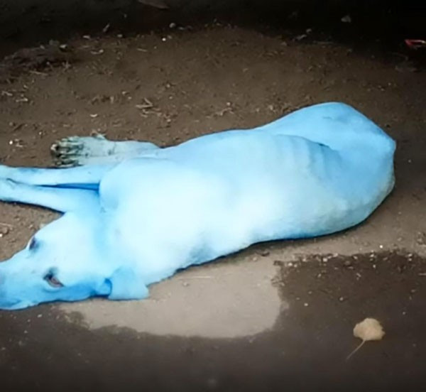 Hindistan'da görüntülendi mavi köpeklerin sırrı ne? - Resim: 2