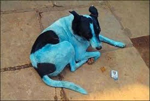 Hindistan'da görüntülendi mavi köpeklerin sırrı ne? - Resim: 3