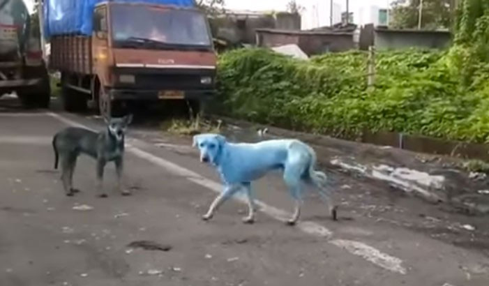 Hindistan'da görüntülendi mavi köpeklerin sırrı ne? - Resim: 4