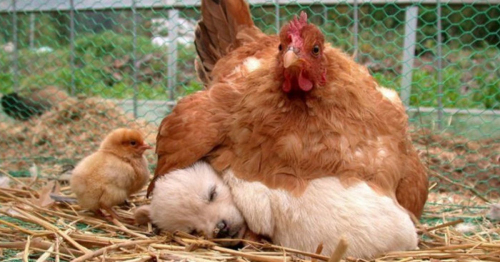 Tavukların en iyi anne olduğunu kanıtlayan 10 fotoğraf - Resim: 1