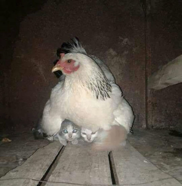 Tavukların en iyi anne olduğunu kanıtlayan 10 fotoğraf - Resim: 2