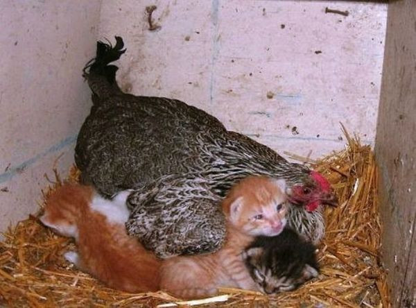 Tavukların en iyi anne olduğunu kanıtlayan 10 fotoğraf - Resim: 3