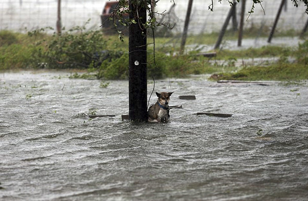 Kasırganın ortasında çaresizce bekleyen zavallı köpek yürek burktu - Resim: 1