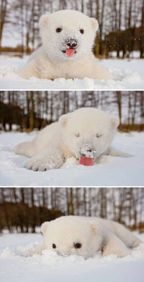 İlk kez kar gören hayvanların şaşkın halleri - Resim: 1