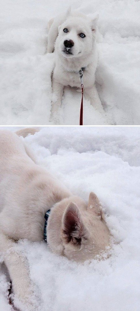 İlk kez kar gören hayvanların şaşkın halleri - Resim: 2