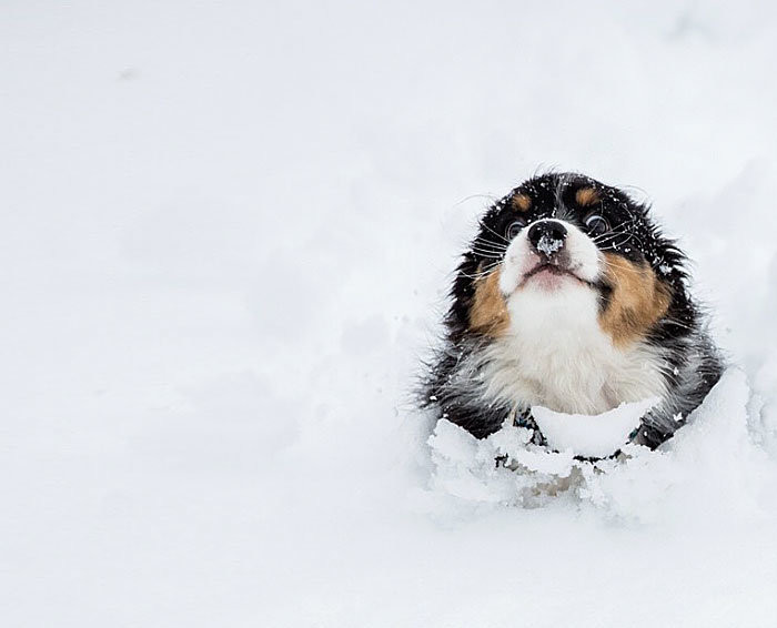 İlk kez kar gören hayvanların şaşkın halleri - Resim: 3