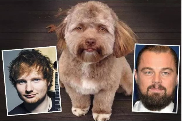 İnternetin yeni fenomeni: İnsan yüzlü köpek Yogi - Resim: 2
