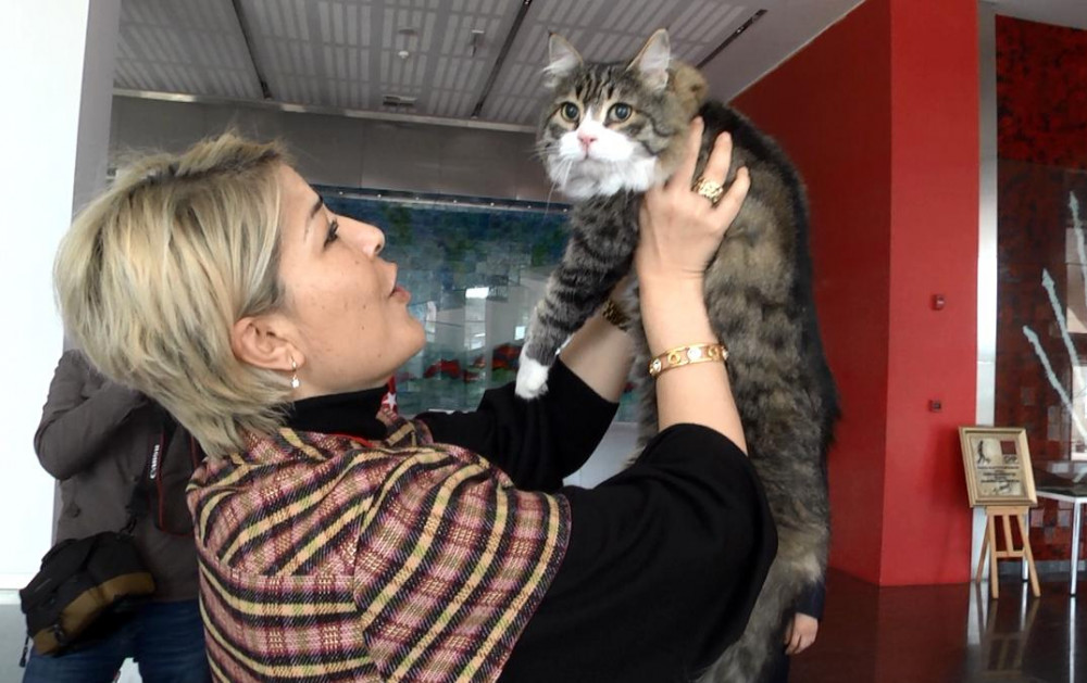 CHP'nin kedisi Şero ameliyat oldu! Sağlık durumu nasıl? - Resim: 2