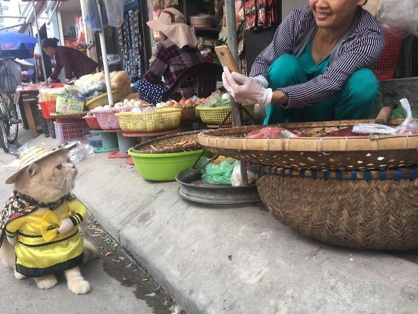 Sosyal medya balık satan kediyi konuşuyor - Resim: 2