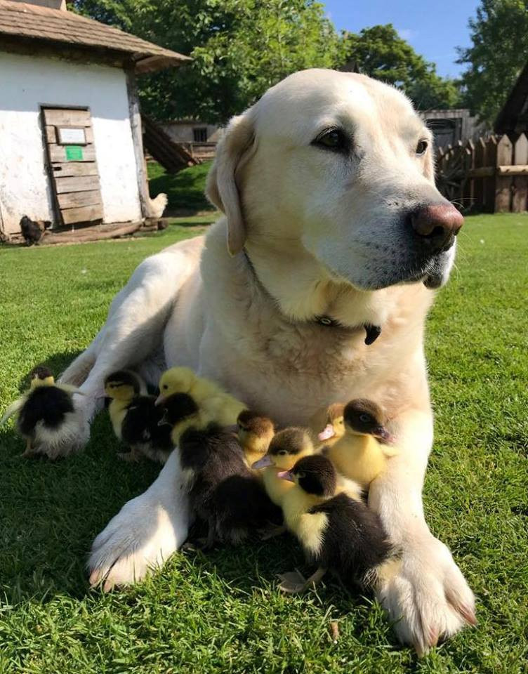 Anneleri ölen 9 yavru ördeğe annelik eden köpeği görenler şaşırıyor - Resim: 2