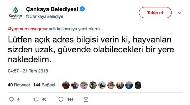 Çankaya Belediyesi'nden sokak köpeklerini şikayet eden kadına ironik cevap - Resim: 3