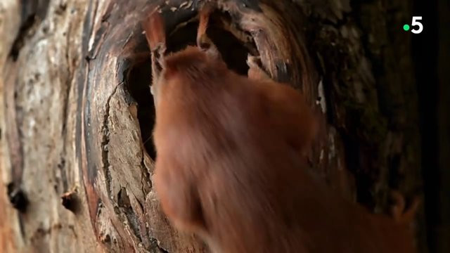 Bebek sincapların doğum anı kamerada - Resim: 3