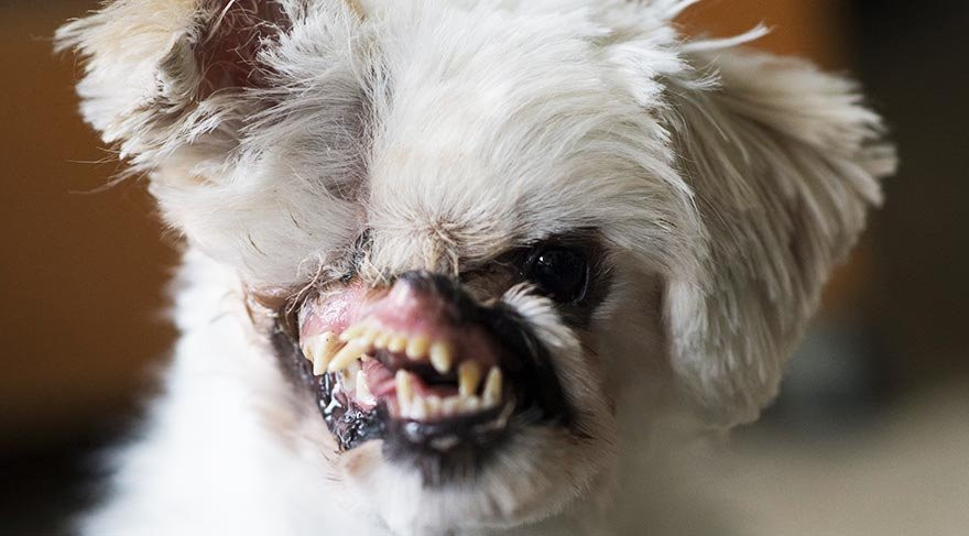 İran'da yüzüne asit atılan köpek, Kanada'da hayata döndürüldü - Resim: 1