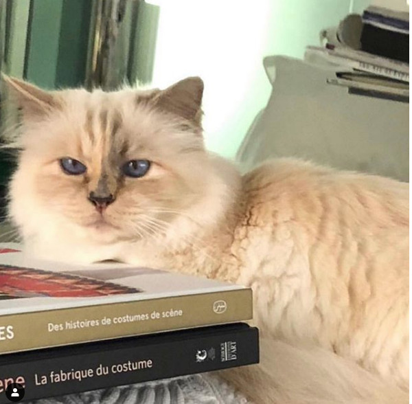 Karl Lagerfeld'in 200 milyon dolarlık mirası kedisine kalabilir - Resim: 2