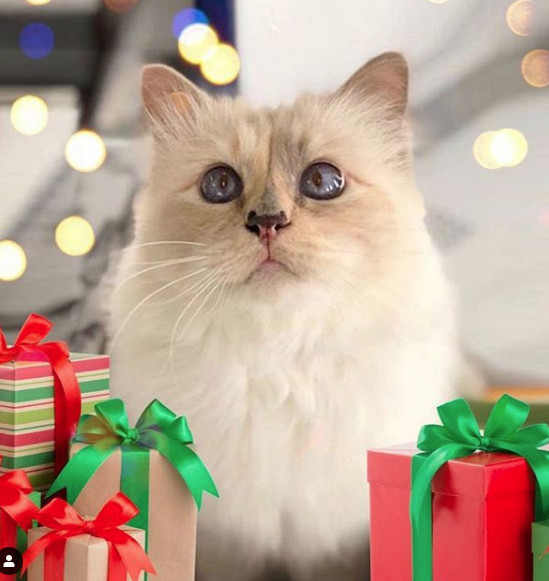 Karl Lagerfeld'in 200 milyon dolarlık mirası kedisine kalabilir - Resim: 3