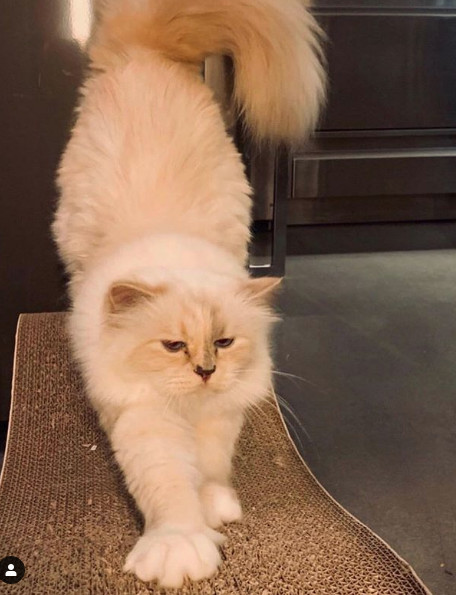 Karl Lagerfeld'in 200 milyon dolarlık mirası kedisine kalabilir - Resim: 4