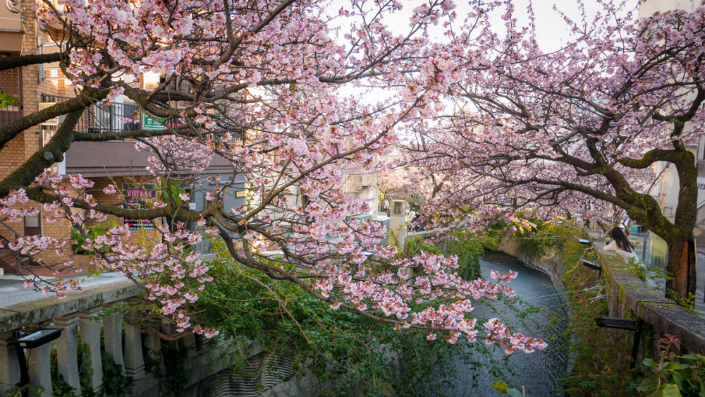 Japonya’da yeniden doğuş: Sakura zamanı hakkında bilmeniz gerekenler - Resim: 2
