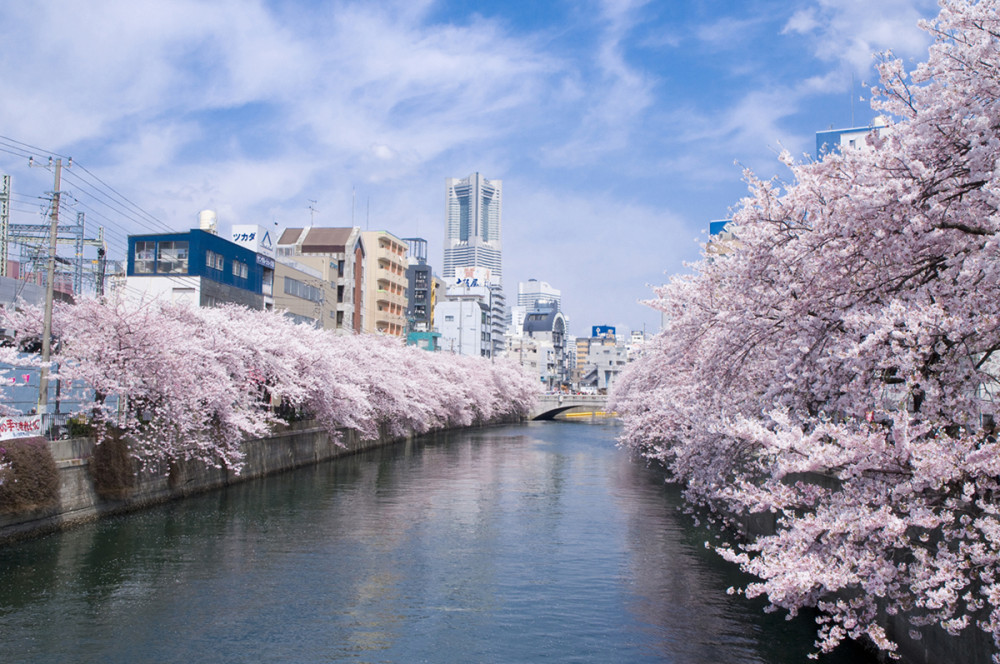 Japonya’da yeniden doğuş: Sakura zamanı hakkında bilmeniz gerekenler - Resim: 4
