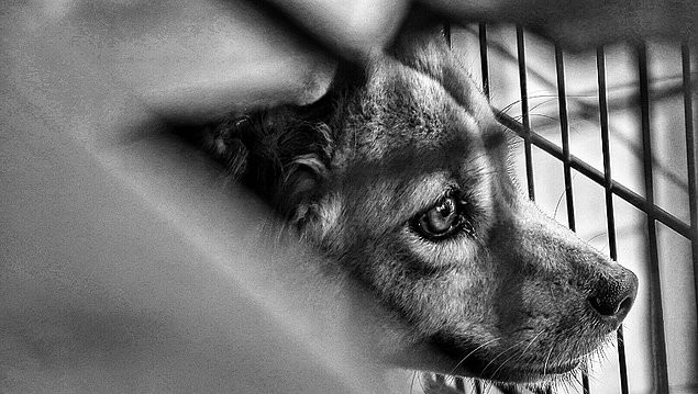 Hayatını kaybeden köpeğin dehşet verici otopsi raporu: Ölüm nedeni şiddetli tecavüz - Resim: 1
