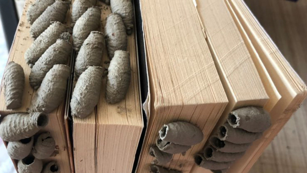 Yaban arıları Türkiye'deki kitaplıklara hapishane mi kuruyor? - Resim: 4