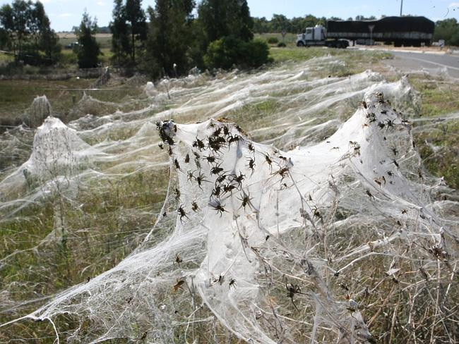 Avustralya'da örümcek yağmuru: Görenler melek saçı diyor! - Resim: 2