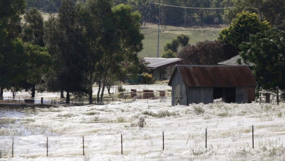 Avustralya'da örümcek yağmuru: Görenler melek saçı diyor! - Resim: 3
