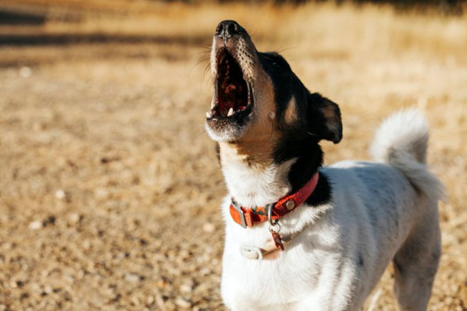 Köpekler ezan sesini duyduğunda neden ulumaya başlıyor? İşte 2 ihtimal! - Resim: 1