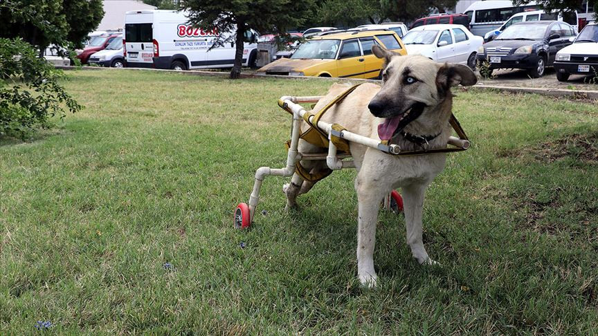 Ayakları tutmayan köpek için plastik borulardan yürüteç yapan hayvansever! - Resim: 1