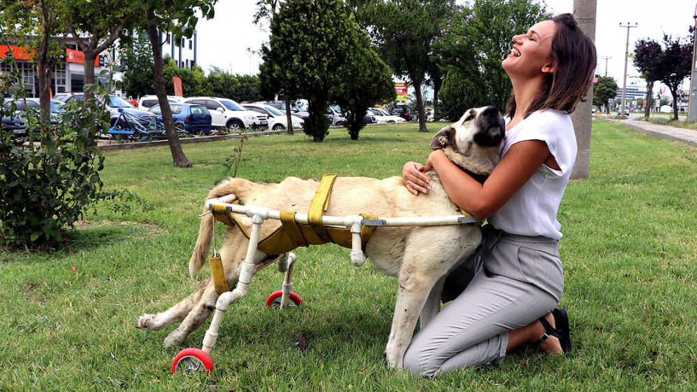 Ayakları tutmayan köpek için plastik borulardan yürüteç yapan hayvansever! - Resim: 2
