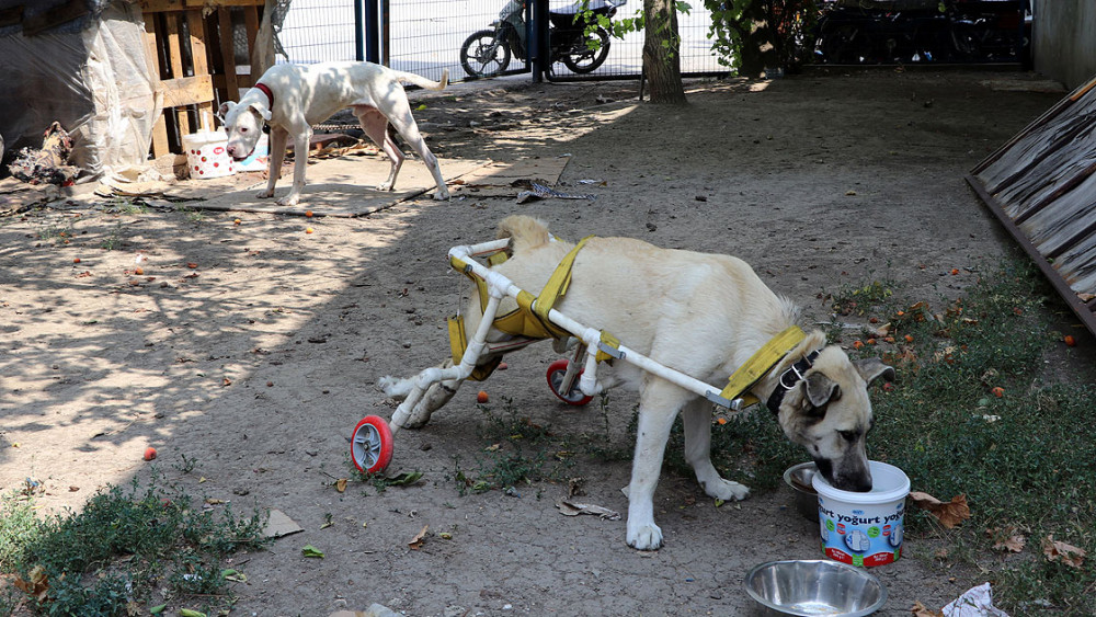 Ayakları tutmayan köpek için plastik borulardan yürüteç yapan hayvansever! - Resim: 4